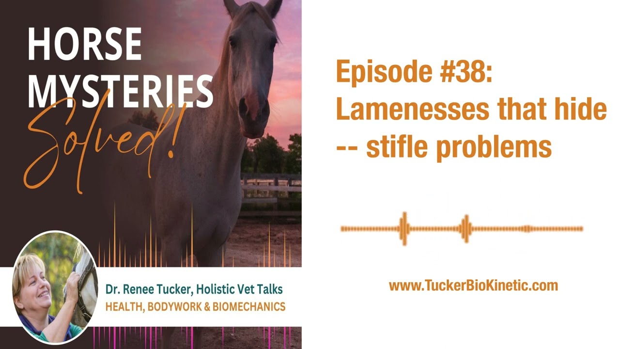 Lamenesses that hide -- stifle problems explained by vet