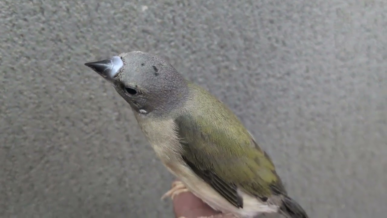 コキンチョウ 手乗り LOVEBIRDFUKUOKA(ラブバードフクオカ)2025.12.21