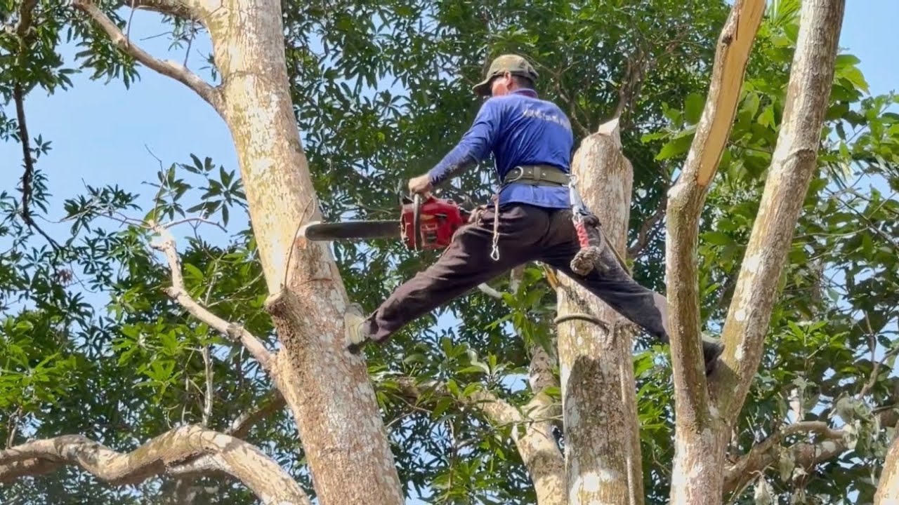 Cưa cây xoài siêu khủng lồ , Nhiều năm tuổi . Siêu nhánh , Cưa cây kỷ thuật cao 