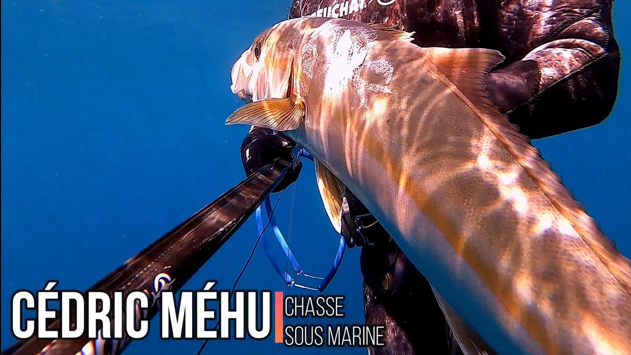 PÊCHE SOUS MARINE À MARSEILLE, LES BEAUX POISSONS D'ÉTÉ + BONUS