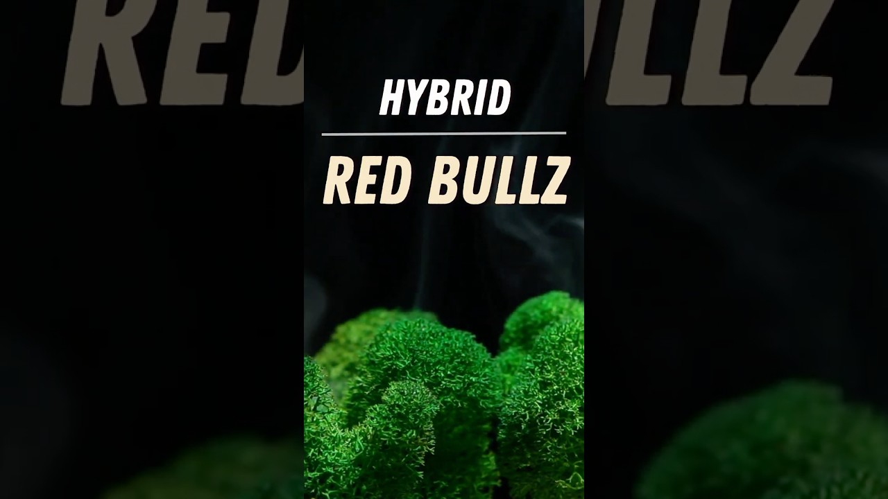 Red Bullz by Cresco Review: A Potent MMJ Flower Experience from Sunnyside Dispensary