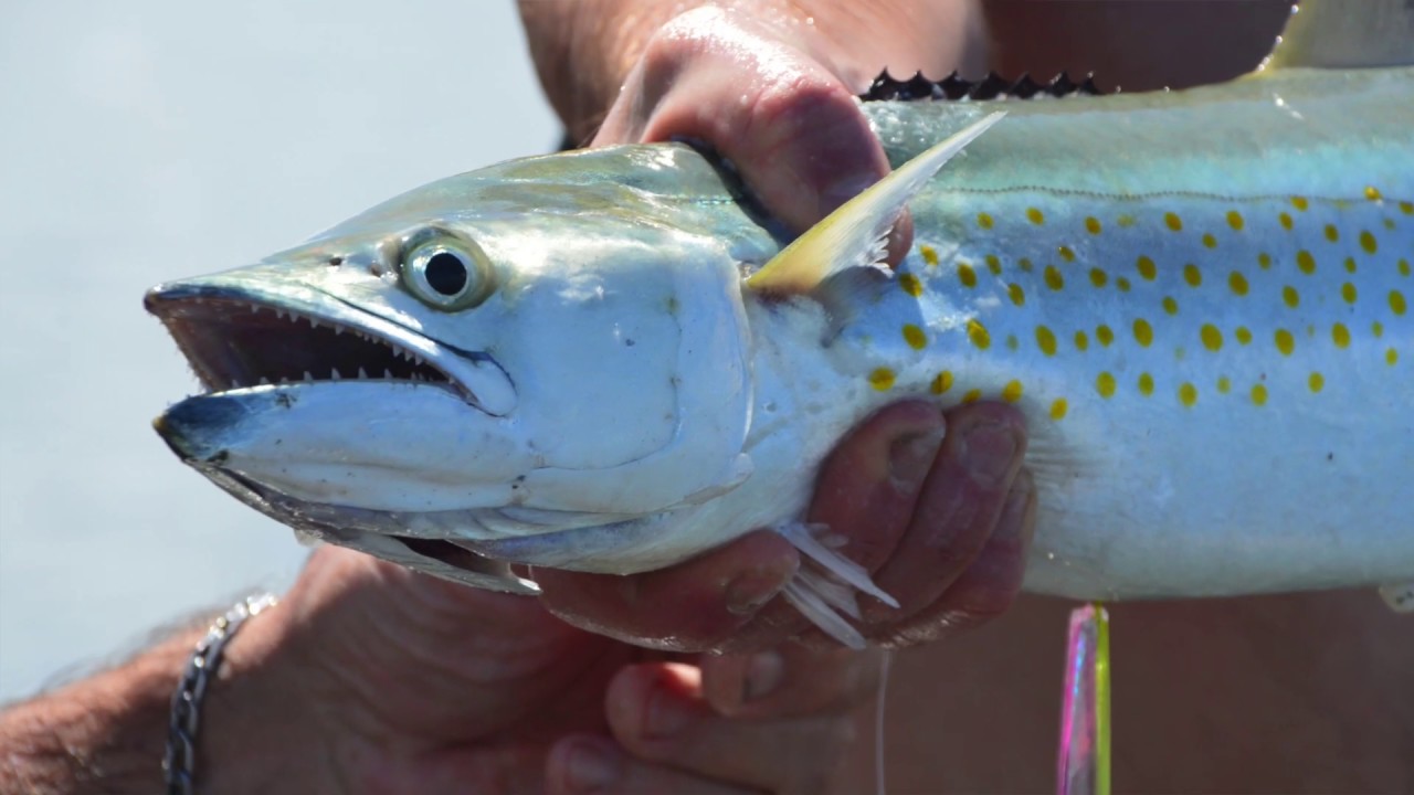 Spanish/Sierra Mackerel Catch and Cook | Costa Rica 2019