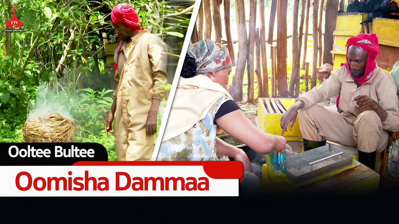 Oomisha Dammaa  - Ooltee Bultee etv |Ebc  |Etv Afaan Oromoo| oduu Etv Afaan Oromoo |Ethiopia