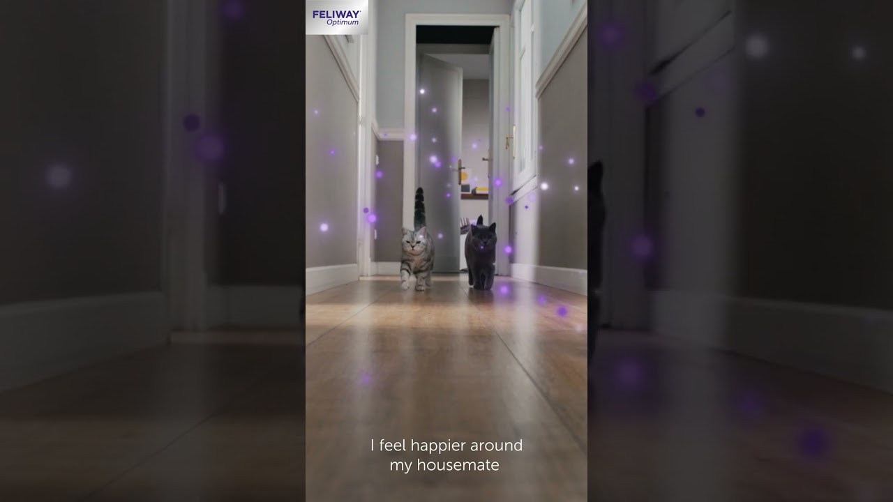 Cat fighting with housemates? Discover the relaxing pheromones of FELIWAY #shorts #cat