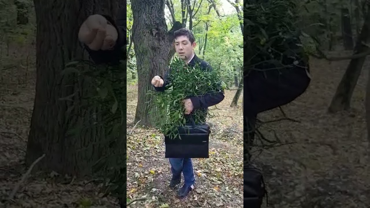 ОМЕЛА - все ее  магические и лечебные свойства, как собирать и использовать.