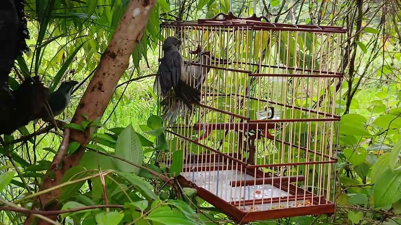 Trinca ferro javali entregando o terceiro no Acara 