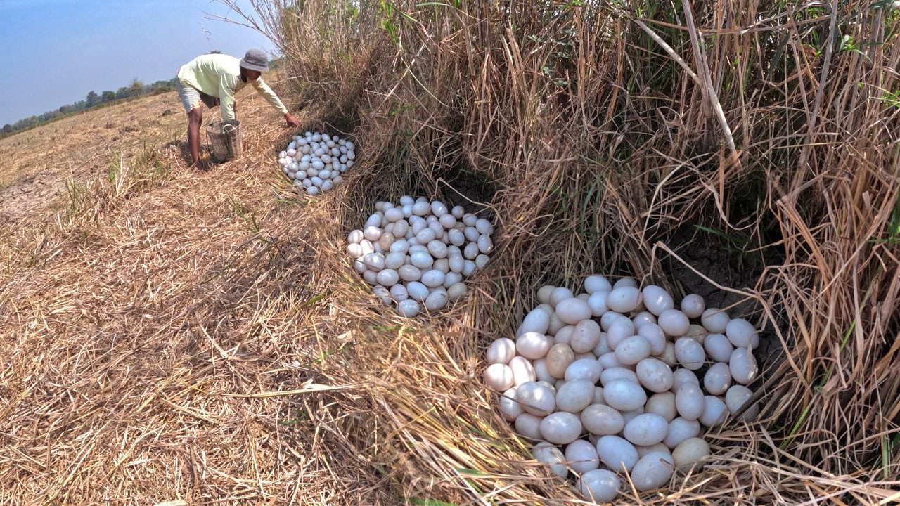 A lot of duck eggs in straw in rice field wow a man pick a lot of eggs by lucky hand