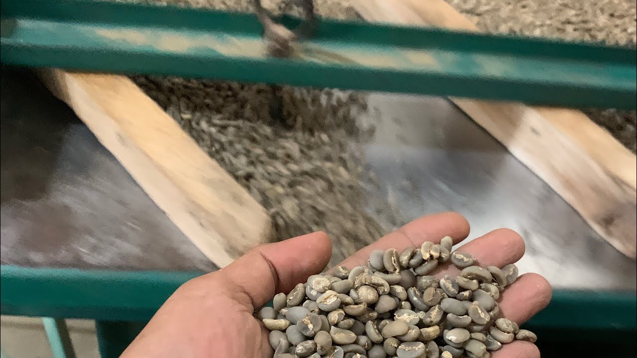 Proses grade 2 suton kopi gayo arabika