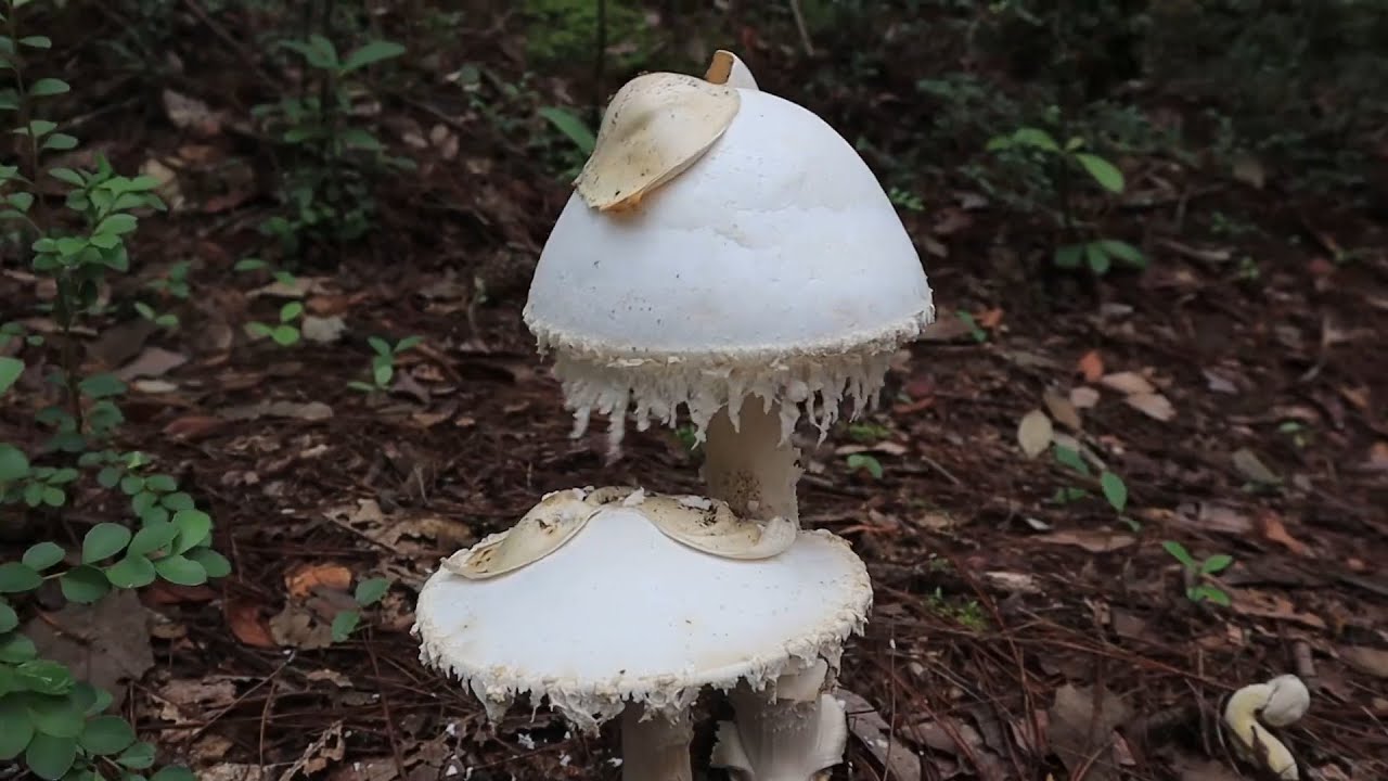 雨季嘛就得上山采野生菌，红菇的季节来了