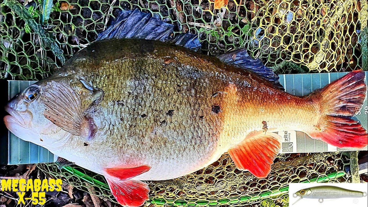 Fat perch engulfed my lure ...