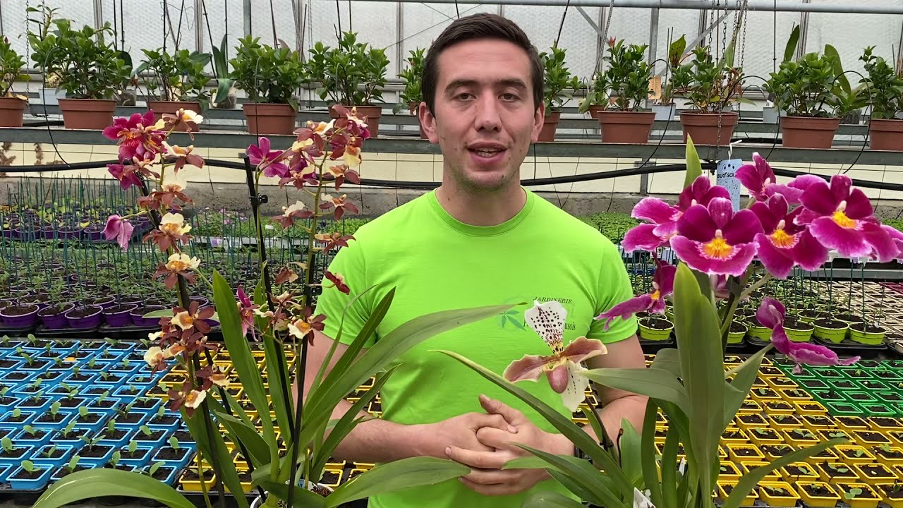 Orchidées à bulbes : présentation et conseils d’entretien (Cambria, Miltonia, Oncidium, Zygopetalum)