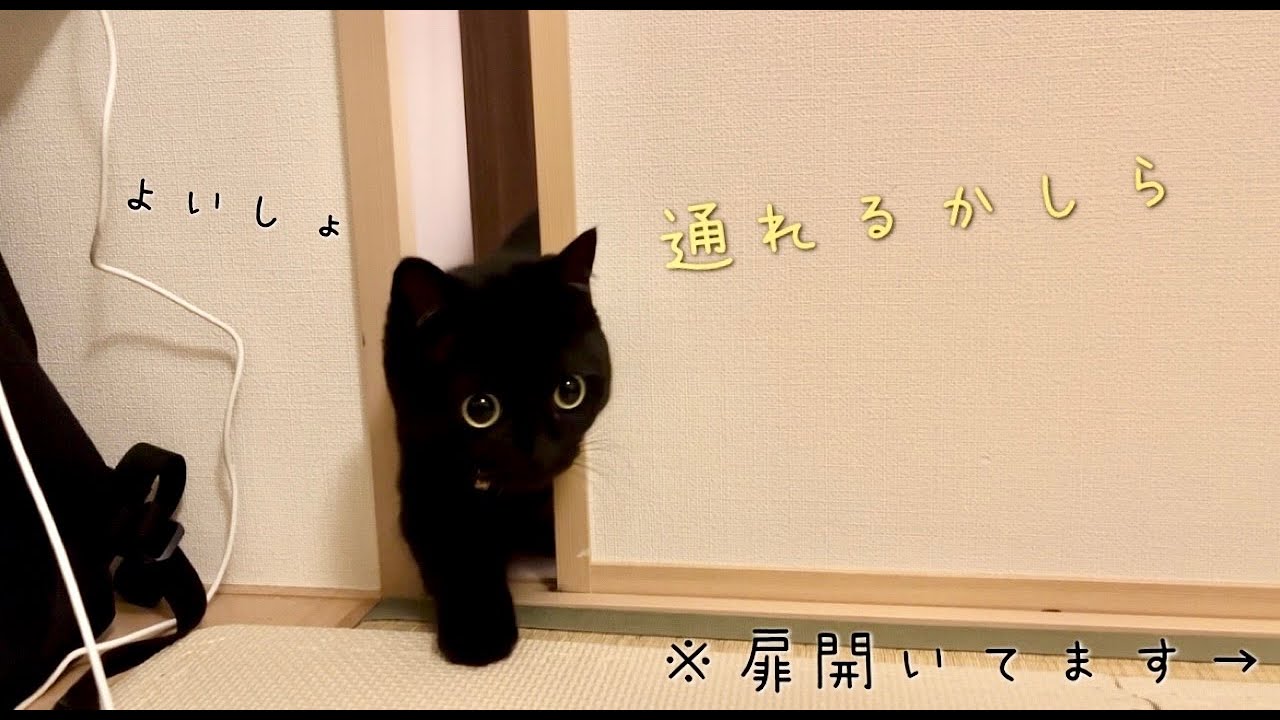 どうしても狭い隙間から部屋に入りたくて、試行錯誤する黒猫