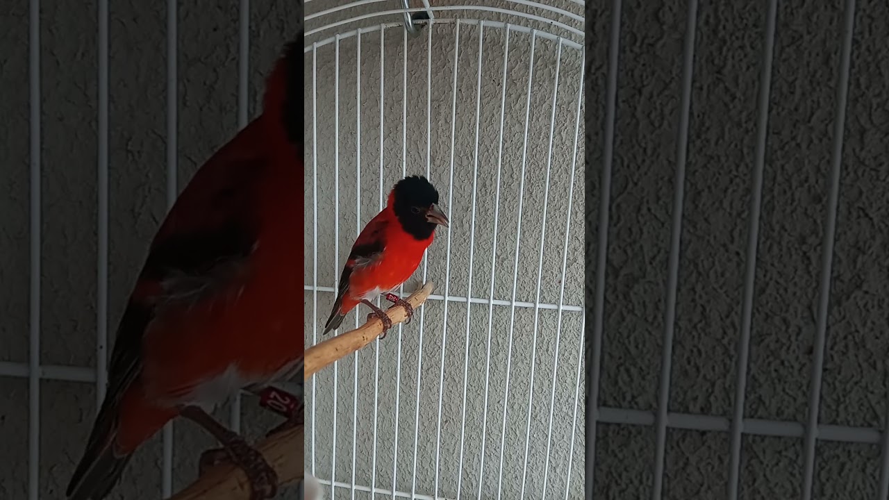 Tarim cantando