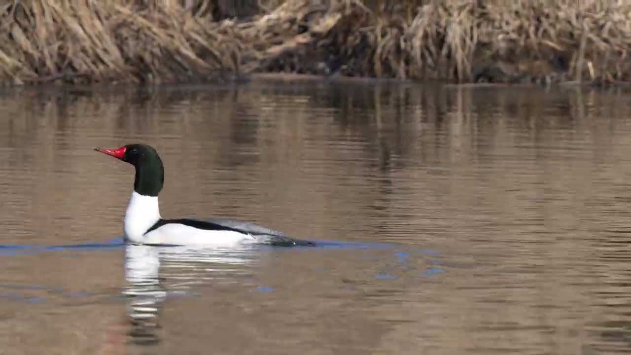 North American Common Mergansers move along near a Beaver lodge before flying off