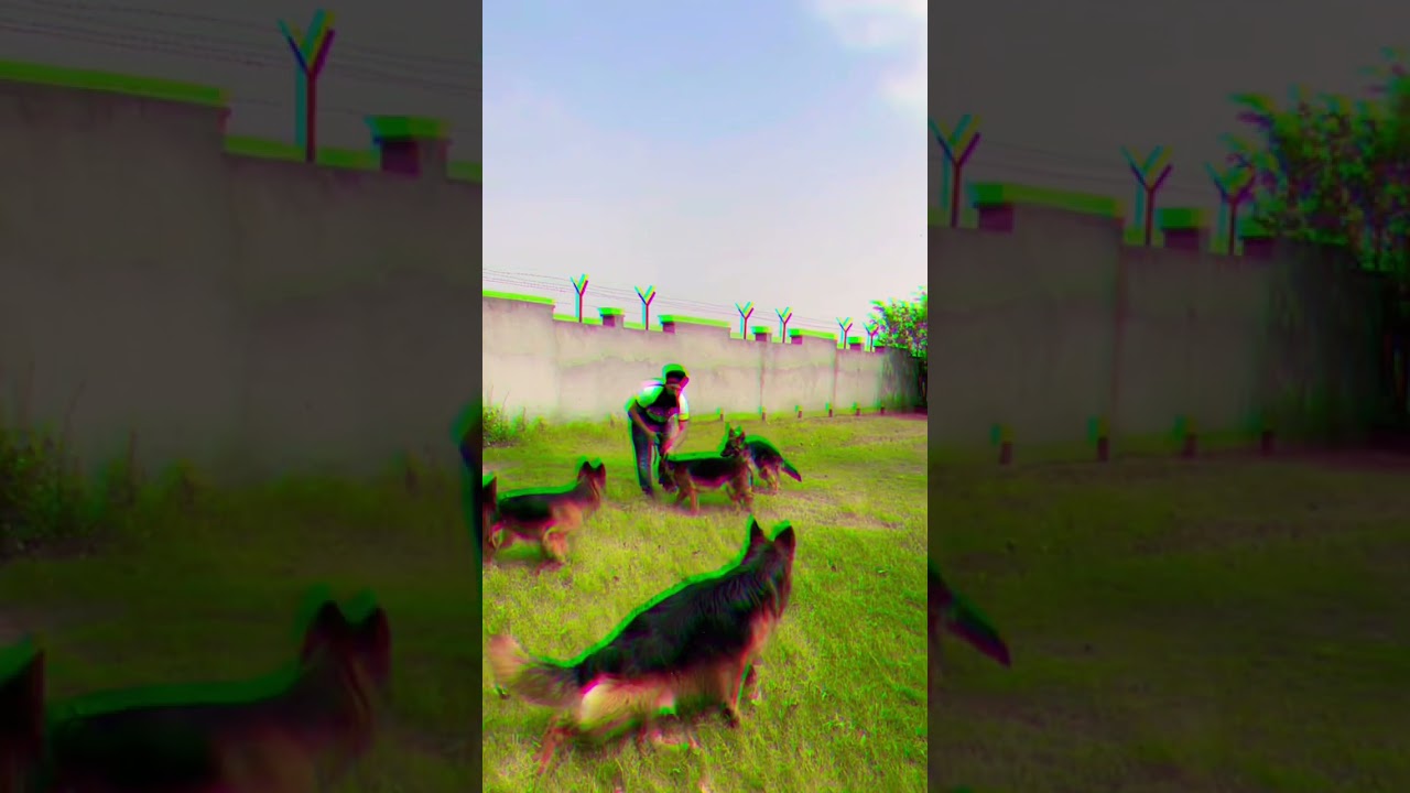 How to pet German Shepherd | SCOOBERS | #shorts