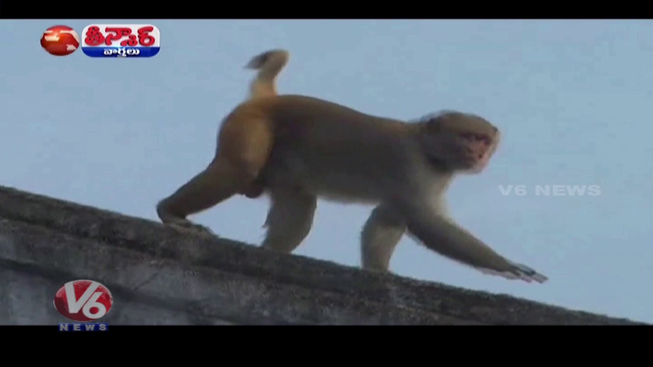 Monkeys Control Drive Starts In Nirmal | Teenmaar News | V6 News