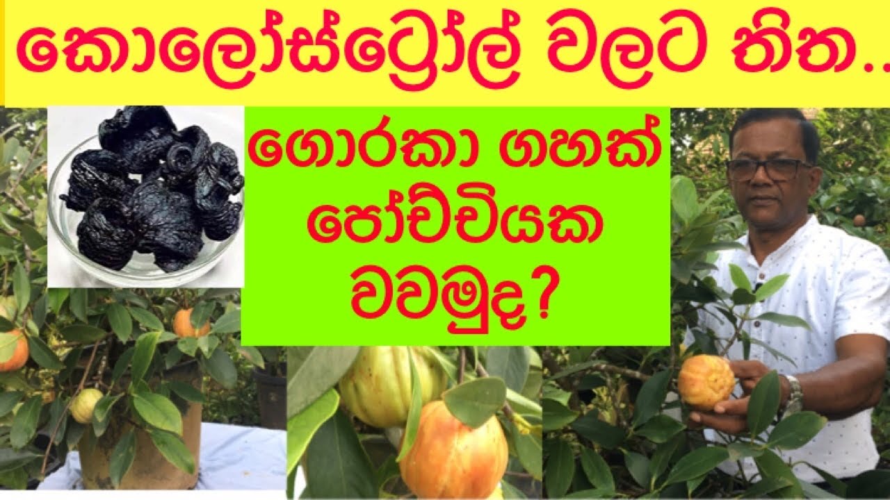How to grow Garcinia |කොලෝස්ට්‍රෝල් වලට තිත..ගොරක ගහක් පෝච්චියක වවමුද? | Ceylon Agri| Episode 47