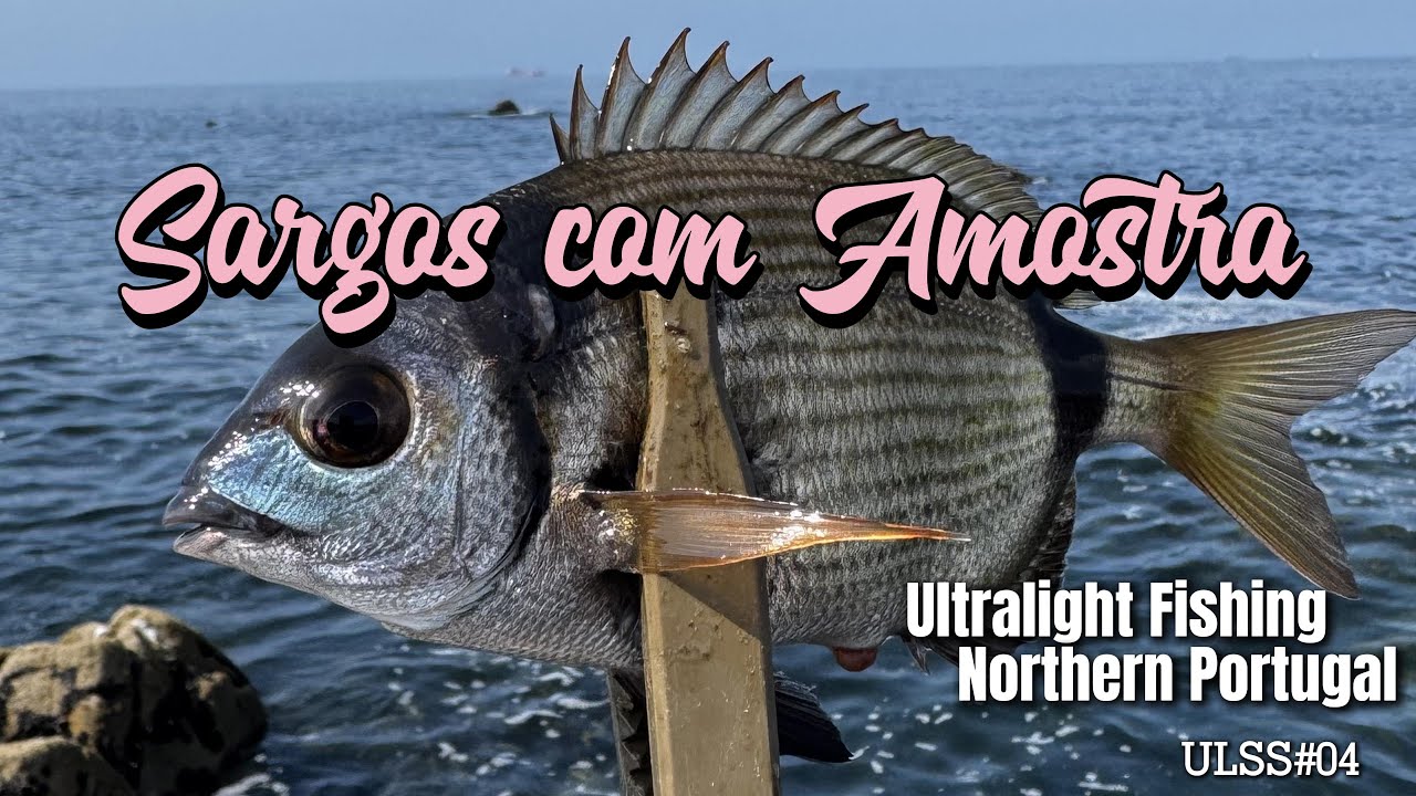 SARGOS COM AMOSTRA Northern Portugal - Ultra Light Spinning ULS#04