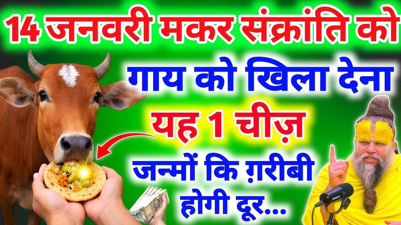 14 जनवरी मकर संक्रांति के दिन गाय को खिला देना यह 1 चीज करोड़पति बन जाओगे #premanandjimaharaj #upay