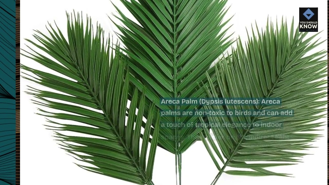 Top 10 Indoor Plants for Pet Bird Environments