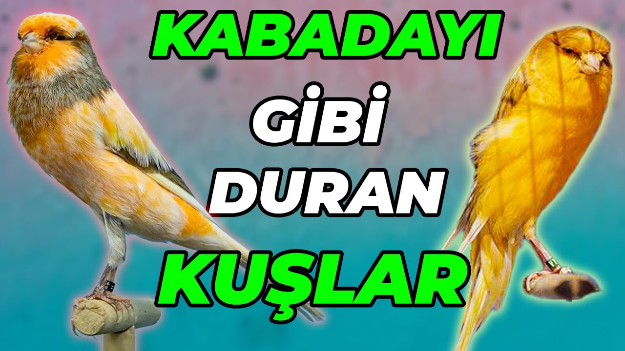 Ters Bakınca Su Damlası Gibi Görünen Yorkshire Kanaryaları! - Bilgin ve Bahadır Örkün