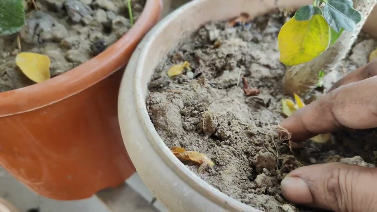 এখুনি করো জবা গাছে বাদামে ও তিনটে জিনিস একসঙ্গে গুলো করে দিলে হাজার হাজার ফুল পাবে 