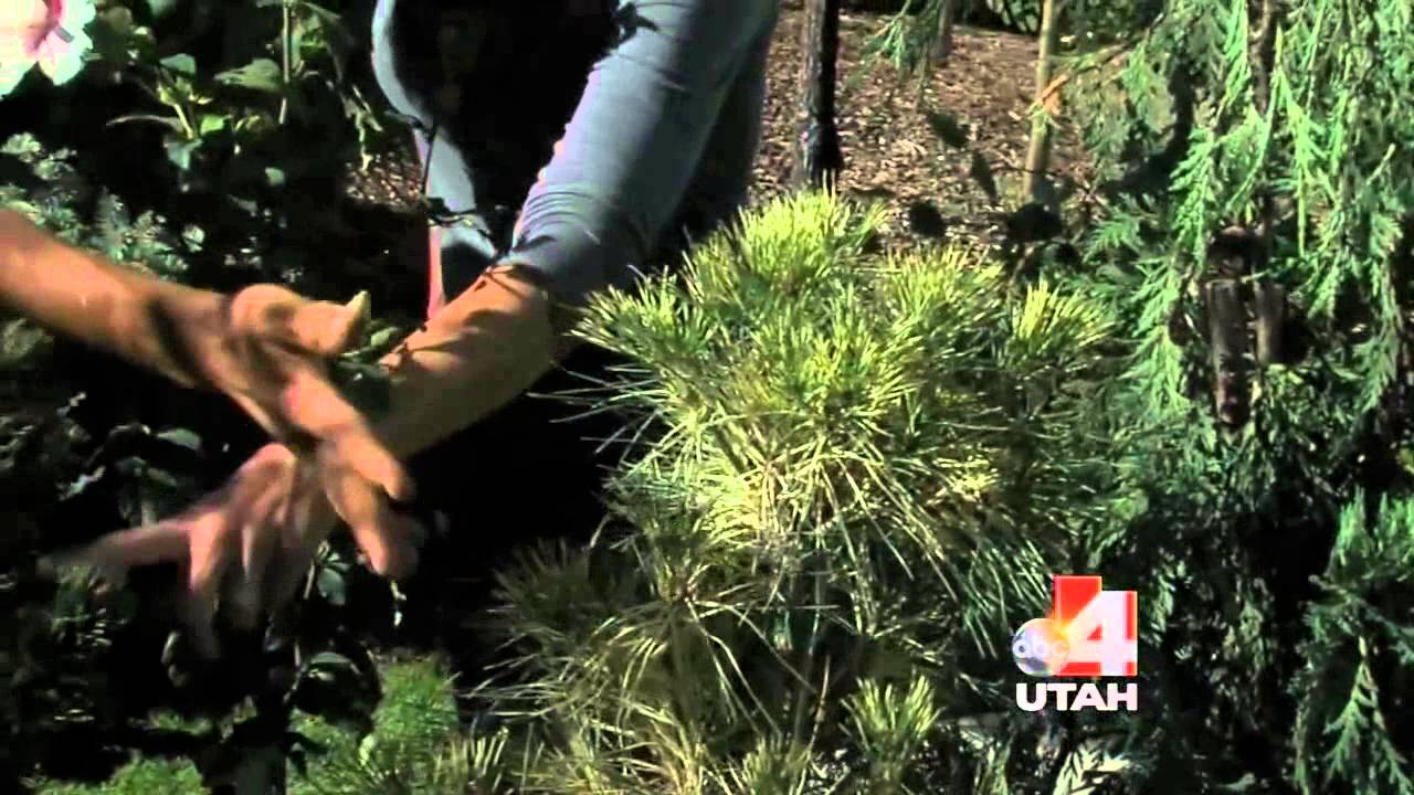 Planting Trees, Shrubs and Perennials in the Fall