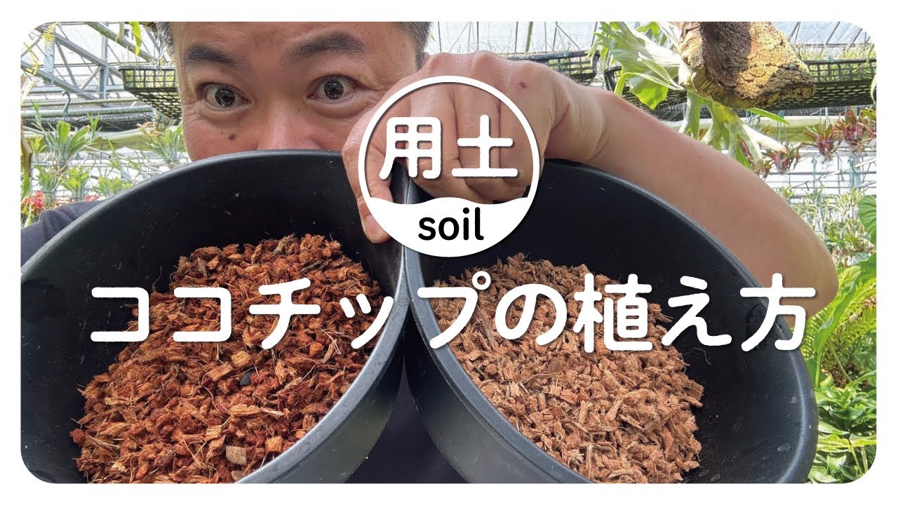 ココチップの植え方について解説