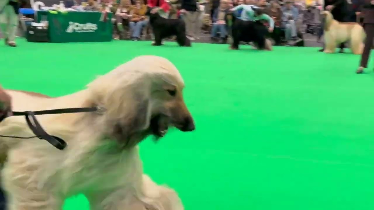 Crufts 2026 Afghan Hounds Dog Challenge
