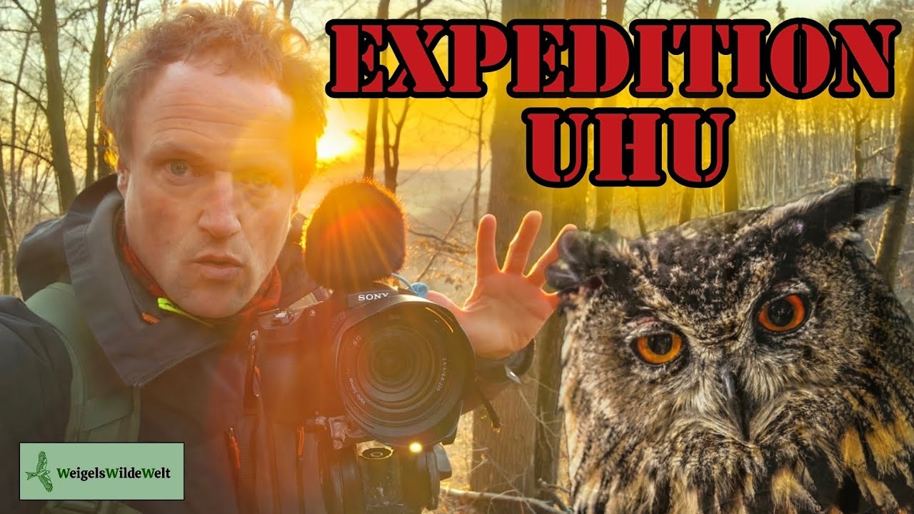 EXPEDITION UHU - Auf den Spuren der größten Eule! Kommt mit auf dieses Abenteuer!!! #natur #vögel 