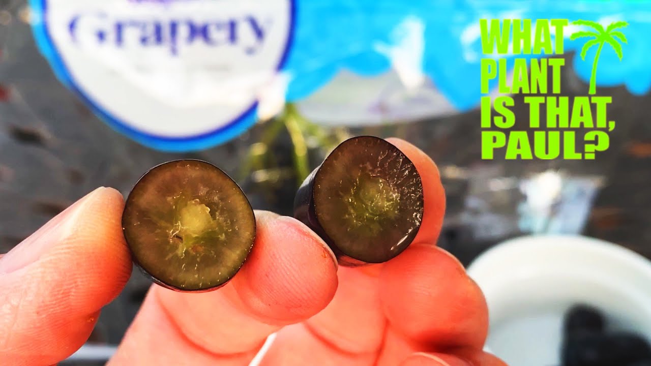 Tasting and Reviewing MOON DROP GRAPES from GRAPERY
