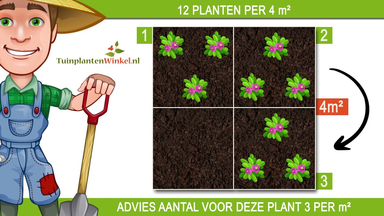 Plantadvies bij 3 planten per vierkante meter