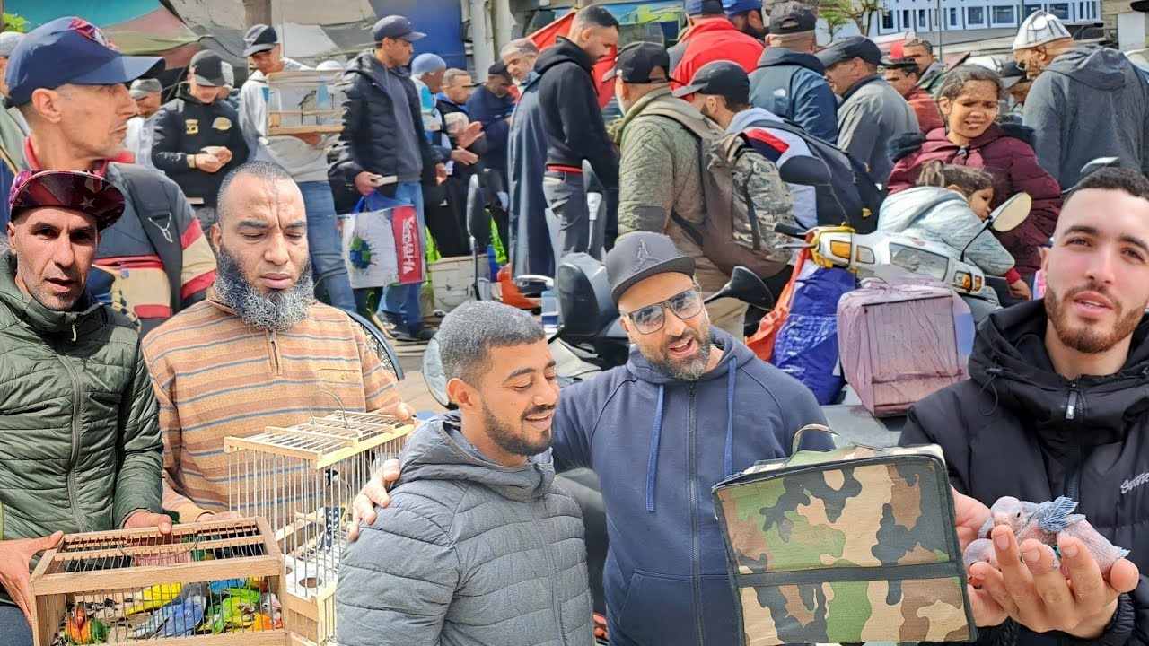 سوق الطيور والحيوانات بالدار البيضاء 🇲🇦اليوم السبت2026/3/14 #سوق_القريعة #الدار_البيضاء #سوق_الطيور