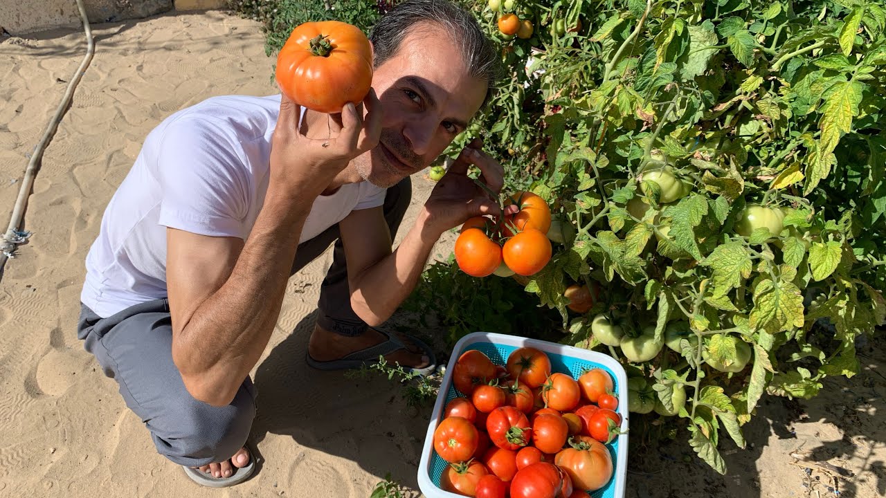 لو زرعت الطماطم بنفس طريقتي🍅ستحصل على محصول وفير جدا طوال العام وستقوم بتصدير باقي الطماطم للخارج😍