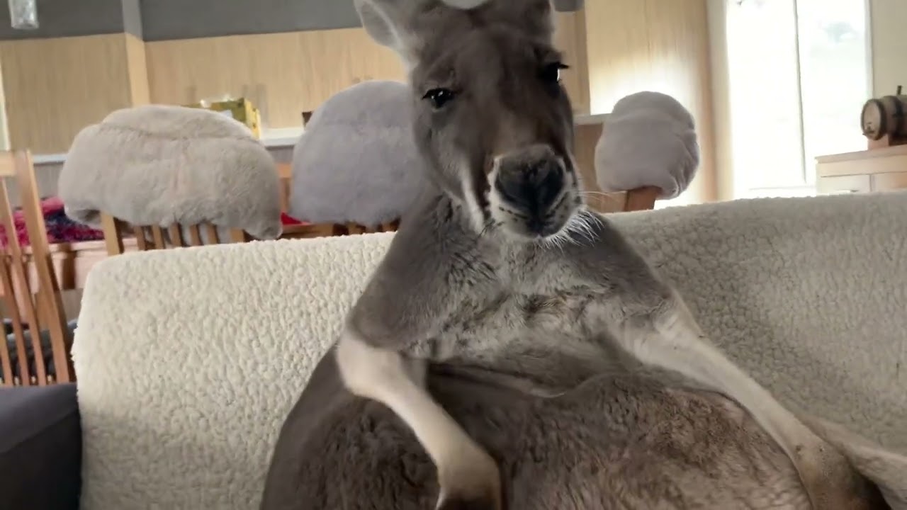 Saturday done right with Rufus @rufusthecouchkangaroo5999