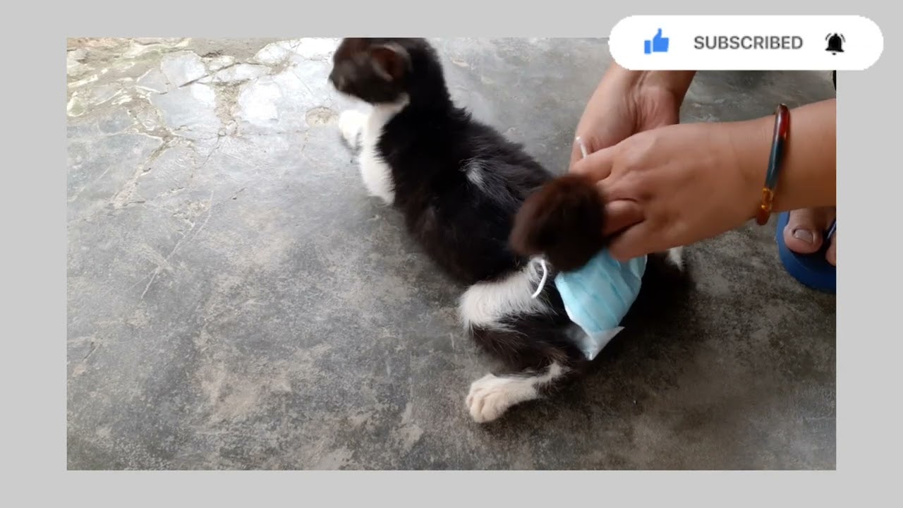 Bikin popok dari pembalut #untuk kitten sakit || urgent