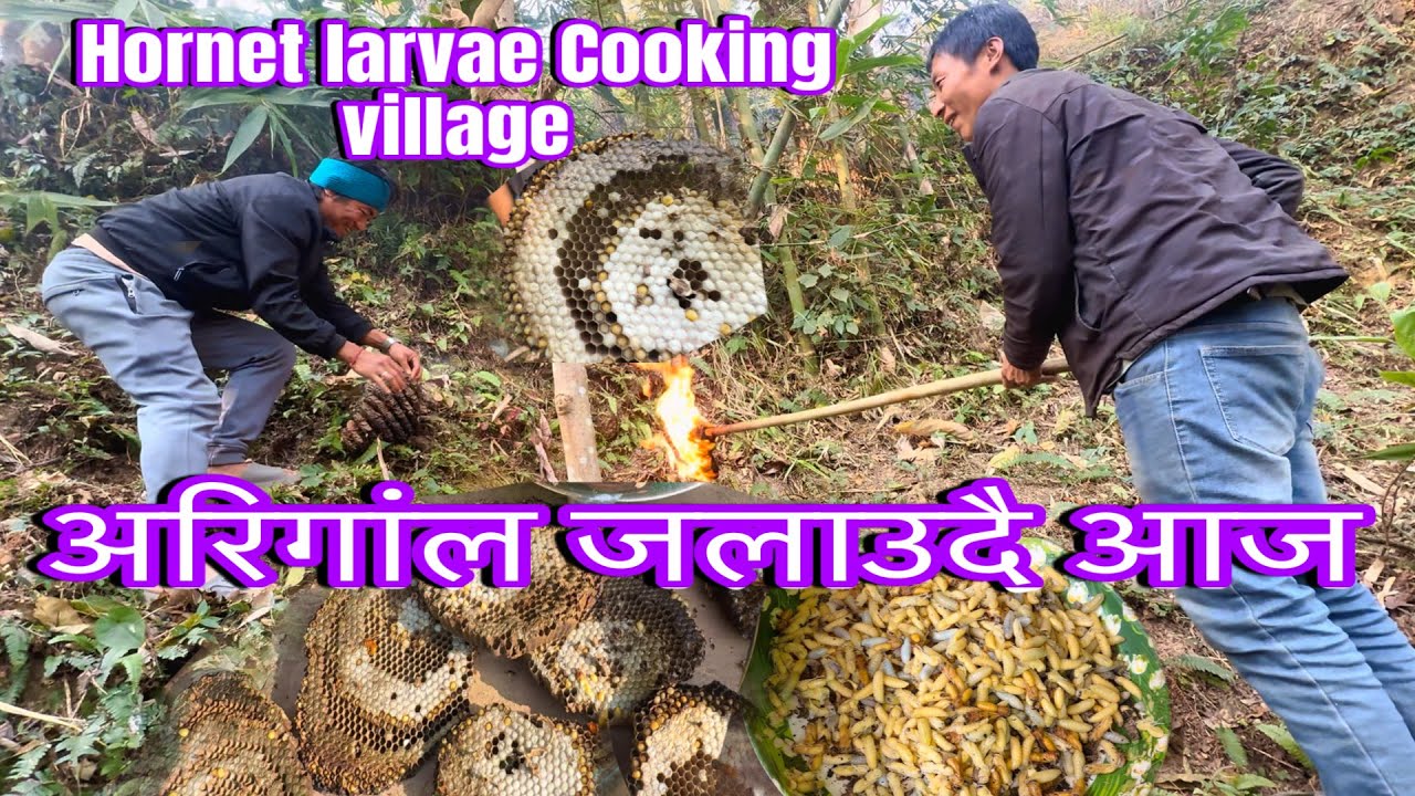 अरिगांलको बच्चा जंगाल बाट लिएरा यसरी खाइयो || Hornet larvae Cookingand Eating In village