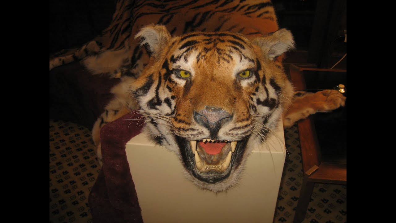 i met drakes pet tiger...