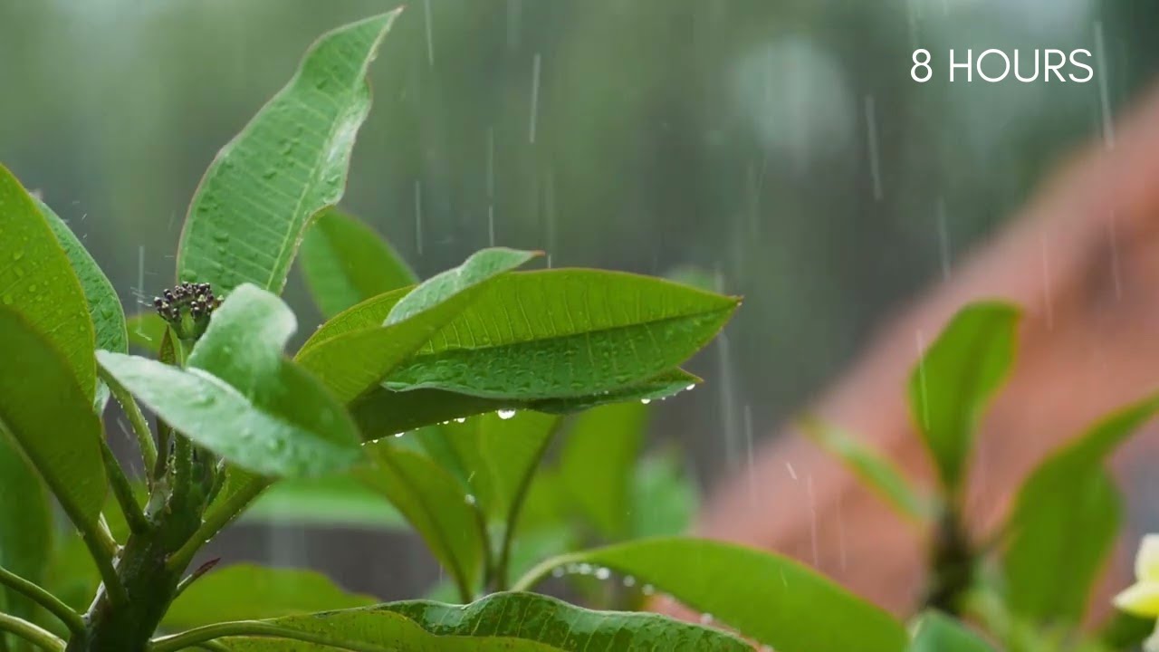 Soft Rain Sounds for Deep Sleep (No Thunder)
