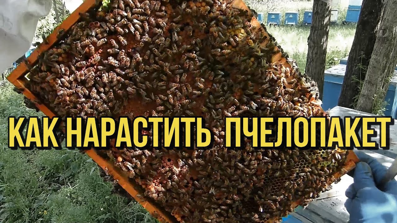 Секрет пересадки и наращивание силы пчелопакета к медосбору с акации