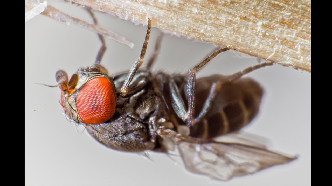 Cacoxenus indagator: Futterparasit bei Mauerbienen