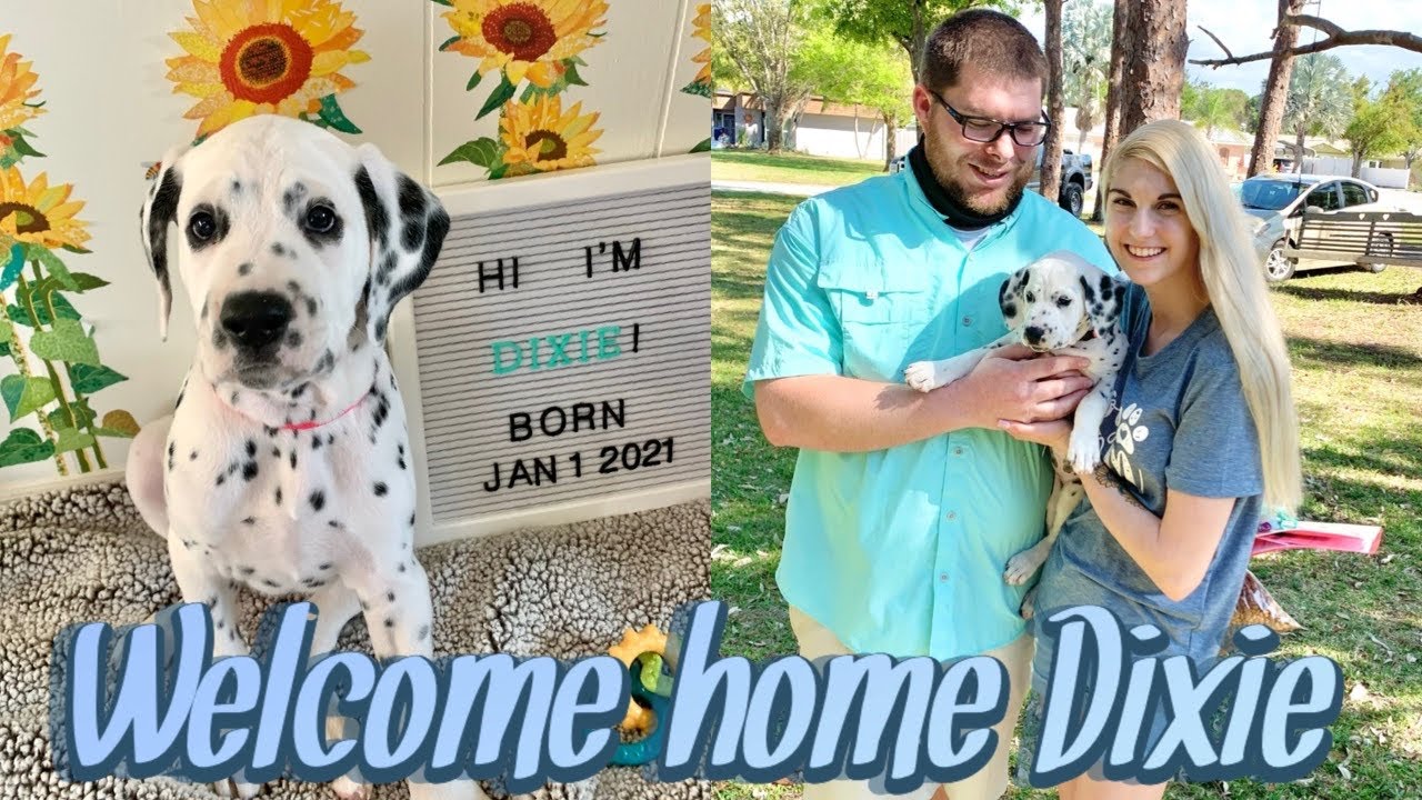We Got A Puppy! Bringing Our Dalmatian Puppy Home | Part 2 |
