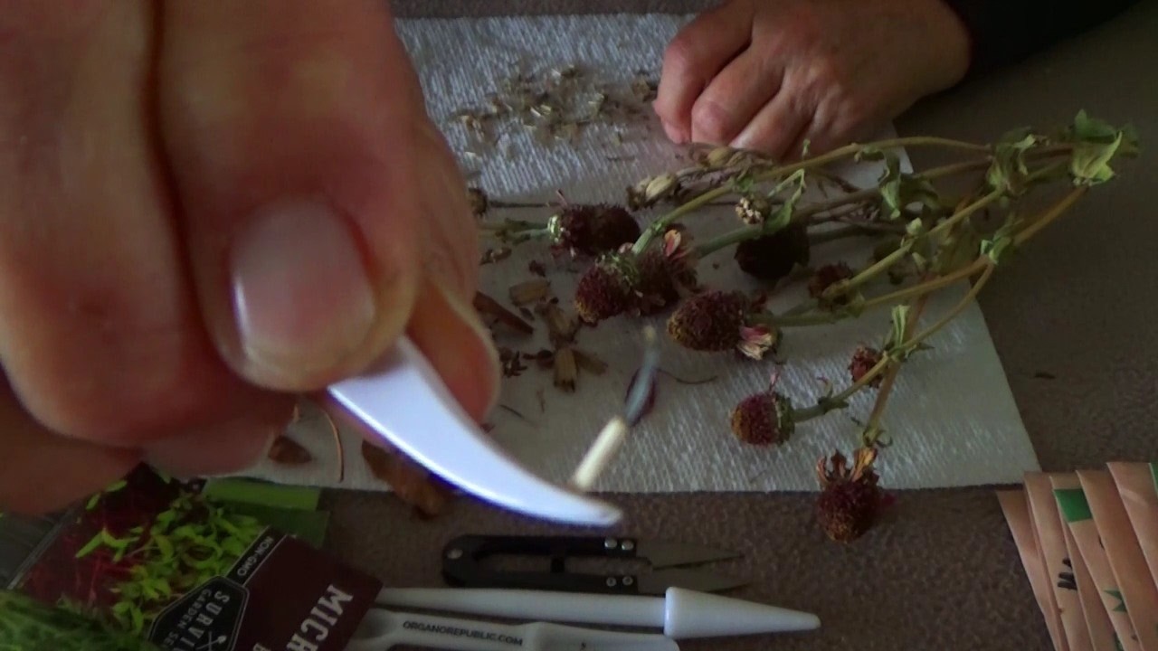 ASMR Crystals, Seeds and Microgreens