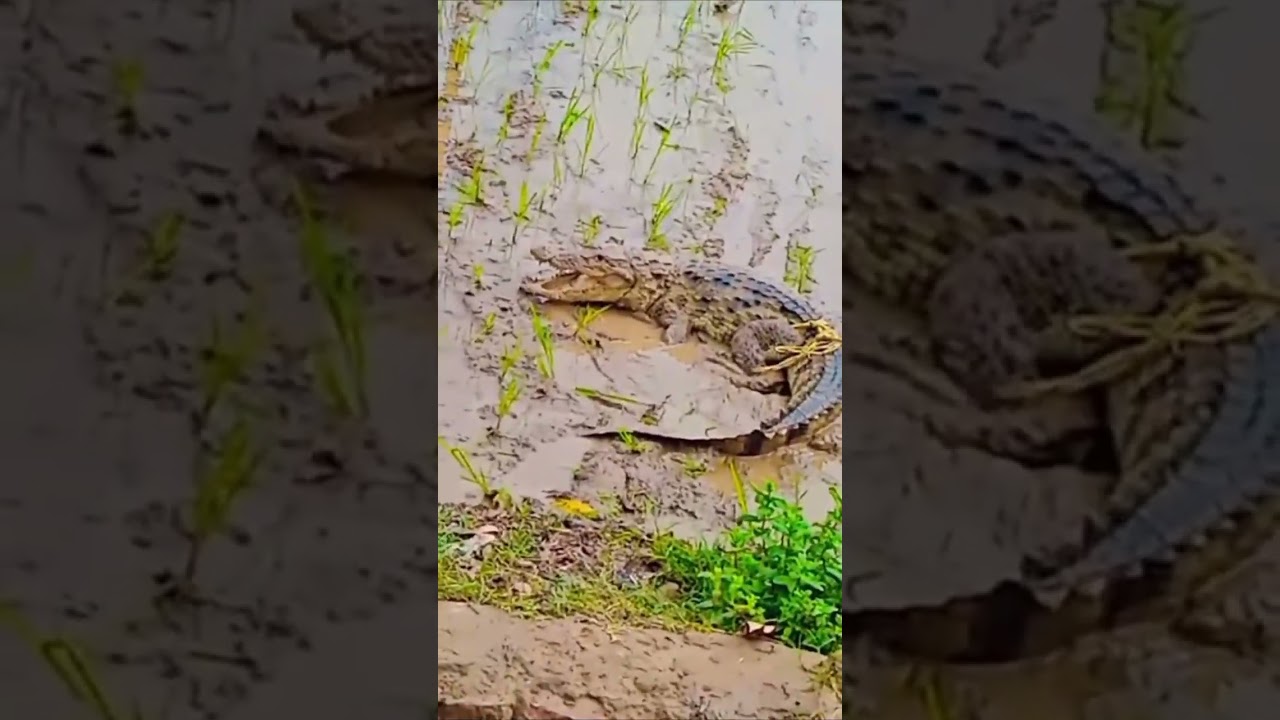 #crocodile #trapping #viral #village🐊🐊