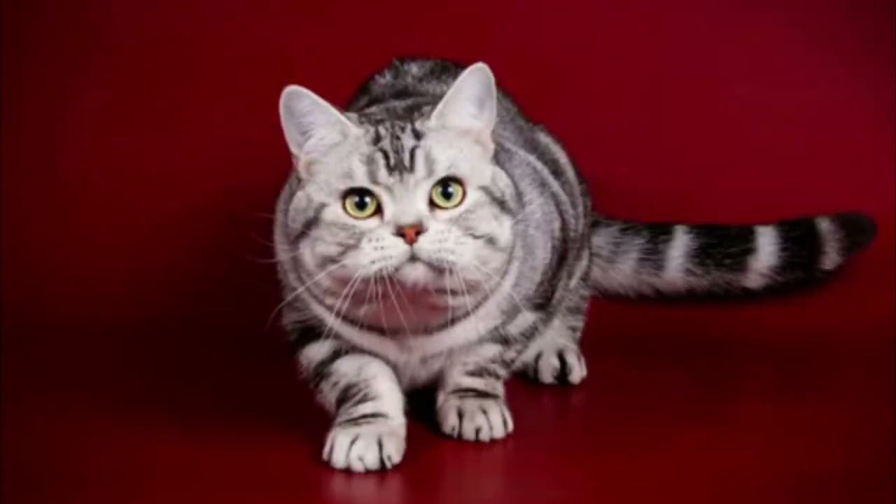American Shorthair