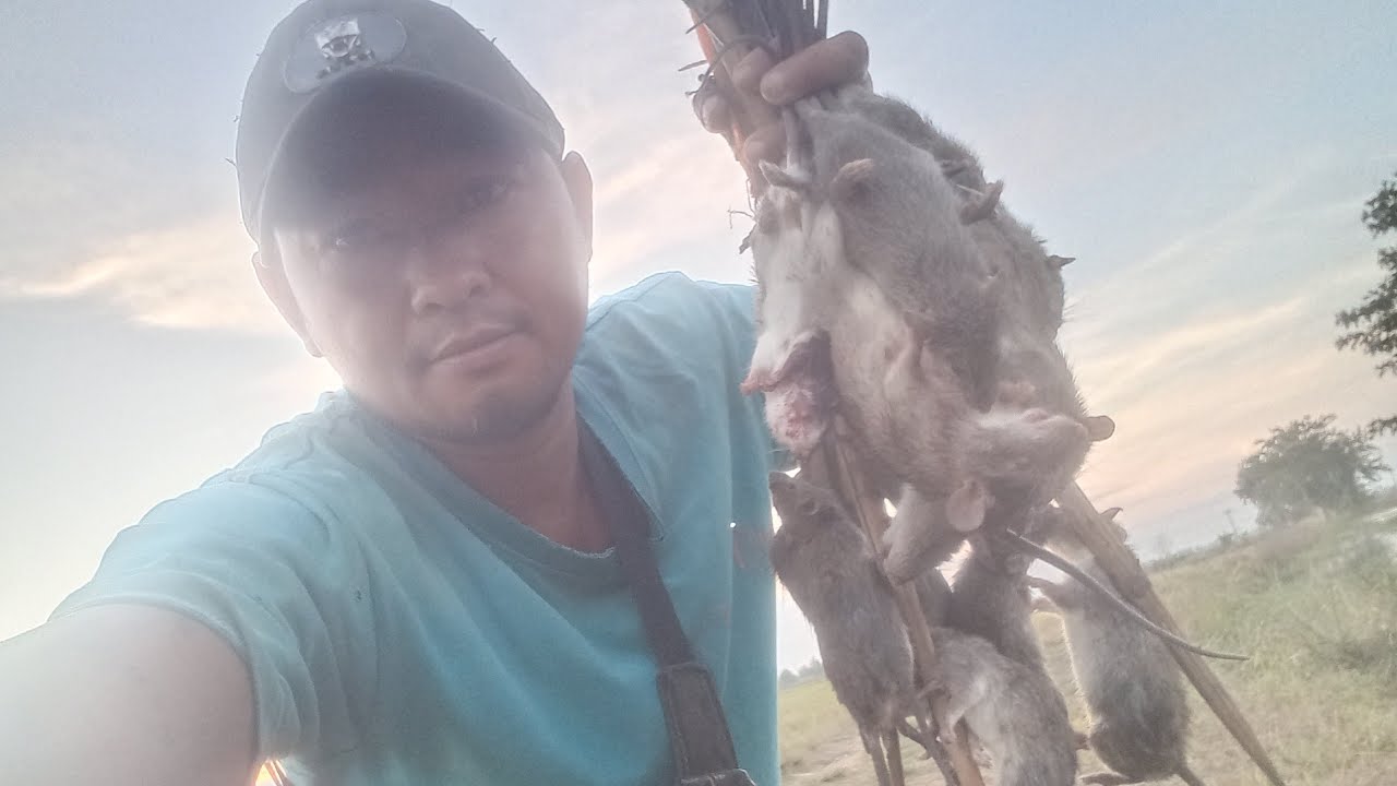 #snake ដាក់ថ្ងៃមើលព្រឹកចាំអ៑ុតបានកណ្ដុរអត់(កណ្ដុរធម្មជាតិ