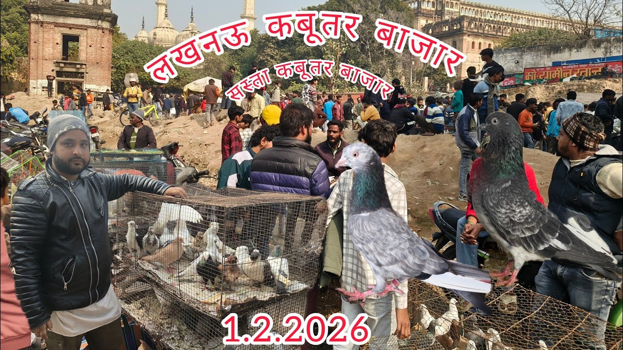 लखनऊ कबूतर बाजार 1.2.2026 