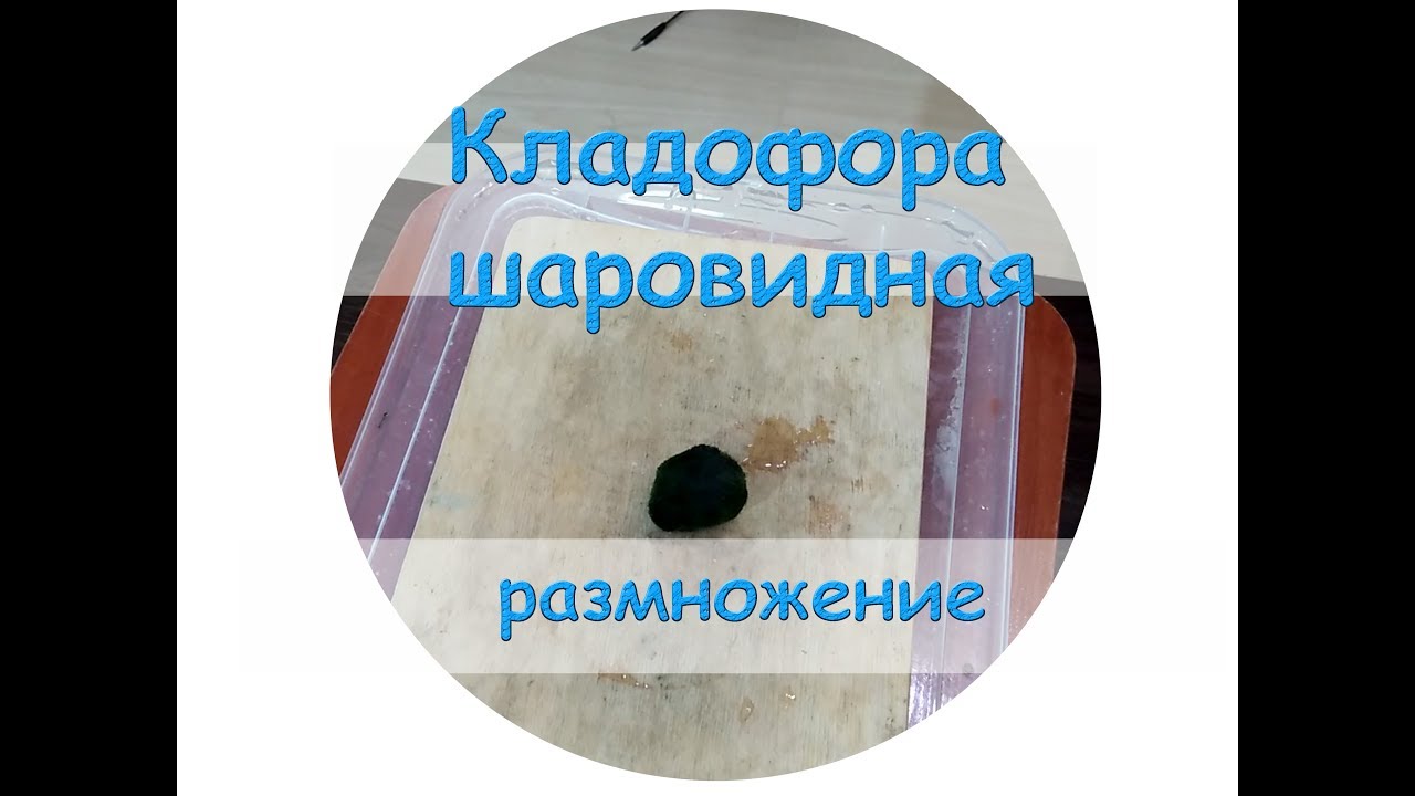 Кладофора шаровидная размножение