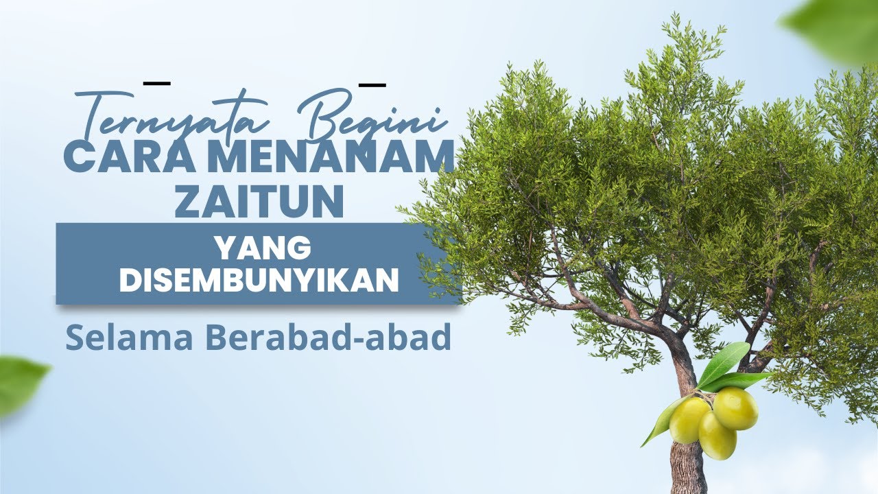 Cara Menanam Pohon Zaitun Agar Cepat Berbuah | Rahasia Budidaya Zaitun dari Andalusia