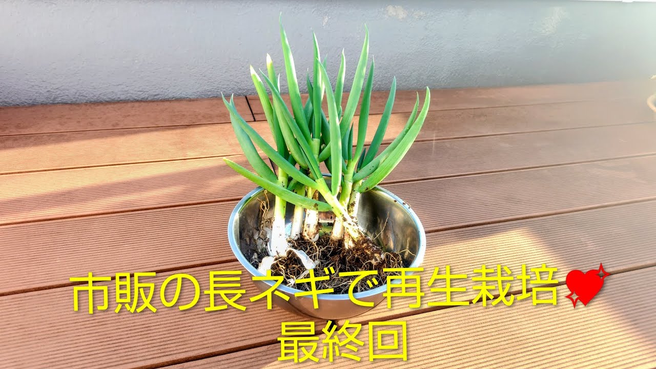市販の長ネギで再生栽培チャレンジ💖最終回Re cultivation challenge using commercially available green onions final